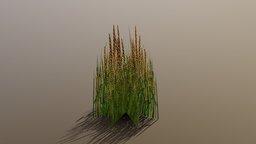 Wheat plant, wheat, noai