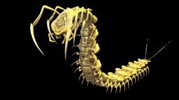 Sorokonojka insect, rpg, bug, beetle, action, unreal, carapace, jaws, centipede, unity, pbr, low, poly, monster, fantasy, rigged