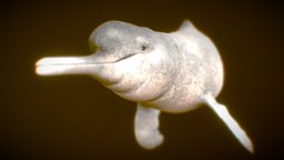 Amazon Rriver Dolphin dolphin, pink, whale, amazon, toothed, swim, swimming, boto, mammalia, animalia, rriver, bufeo, iniidae