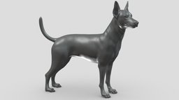 Zwergpinscher V1 3D print model stl, dog, pet, animals, figurine, 3dprinting, doge, 3dprint, dogstl, stldog