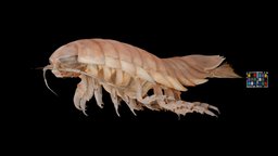 オオグソクムシ Giant Isopod, Bathynomus doederleinii giant, deep-sea, arthropoda, crustacea, animalia, isopod, ffishasia, isopoda, noai, bathynomus, cirolanidae