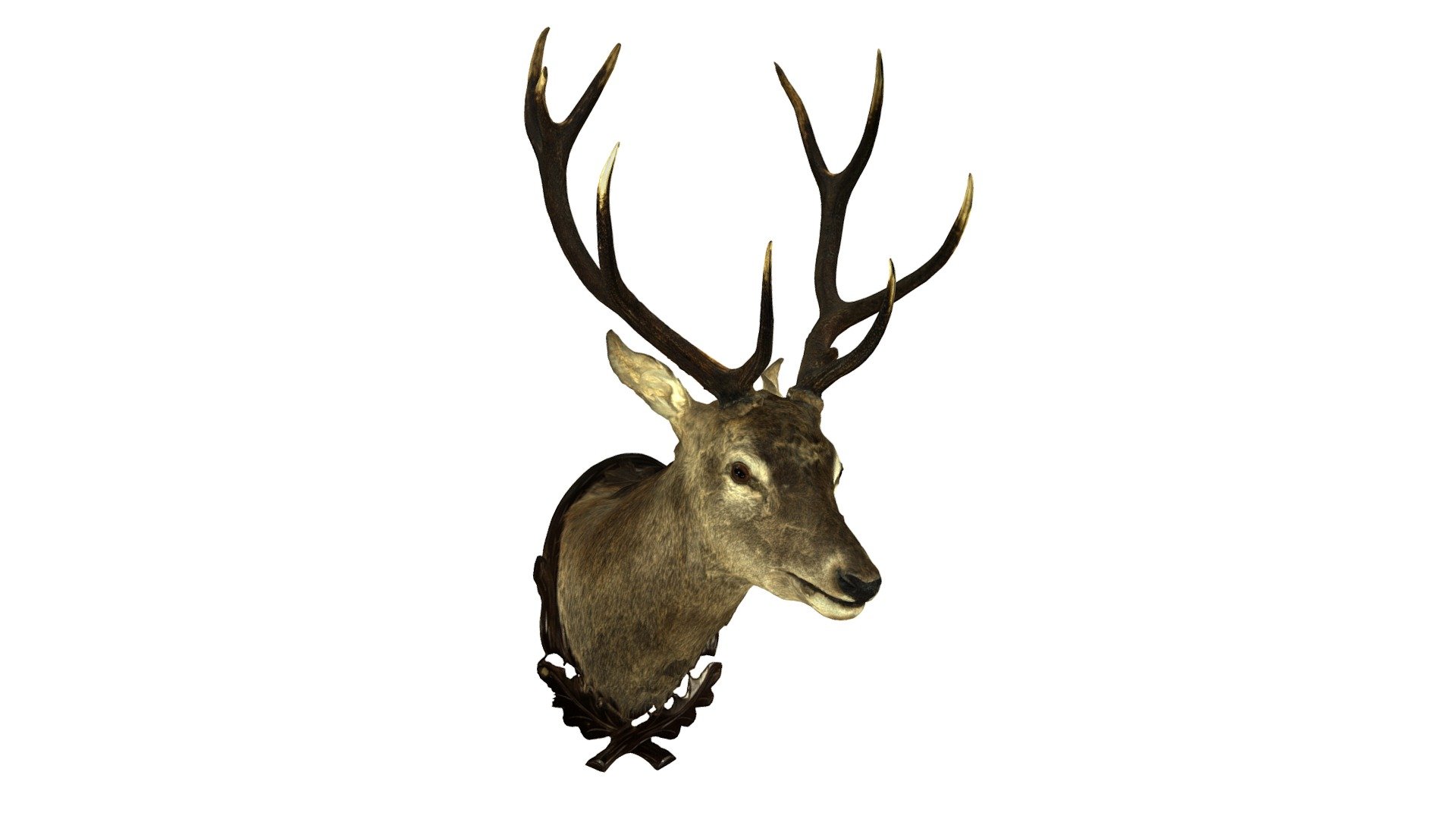 To buy on: -link removed- - Deer Head Stag - Buy Royalty Free 3D model by skanedo 3d model