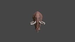Mammut americanum paleontology, extinct, mammoth, elephants, mammut_americanum