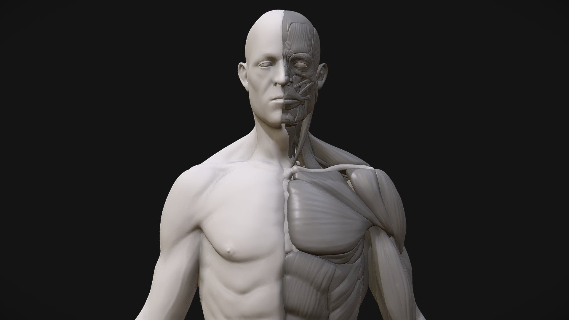 High poly anatomy model. No textures and uv. Decimated geomtery 3d model