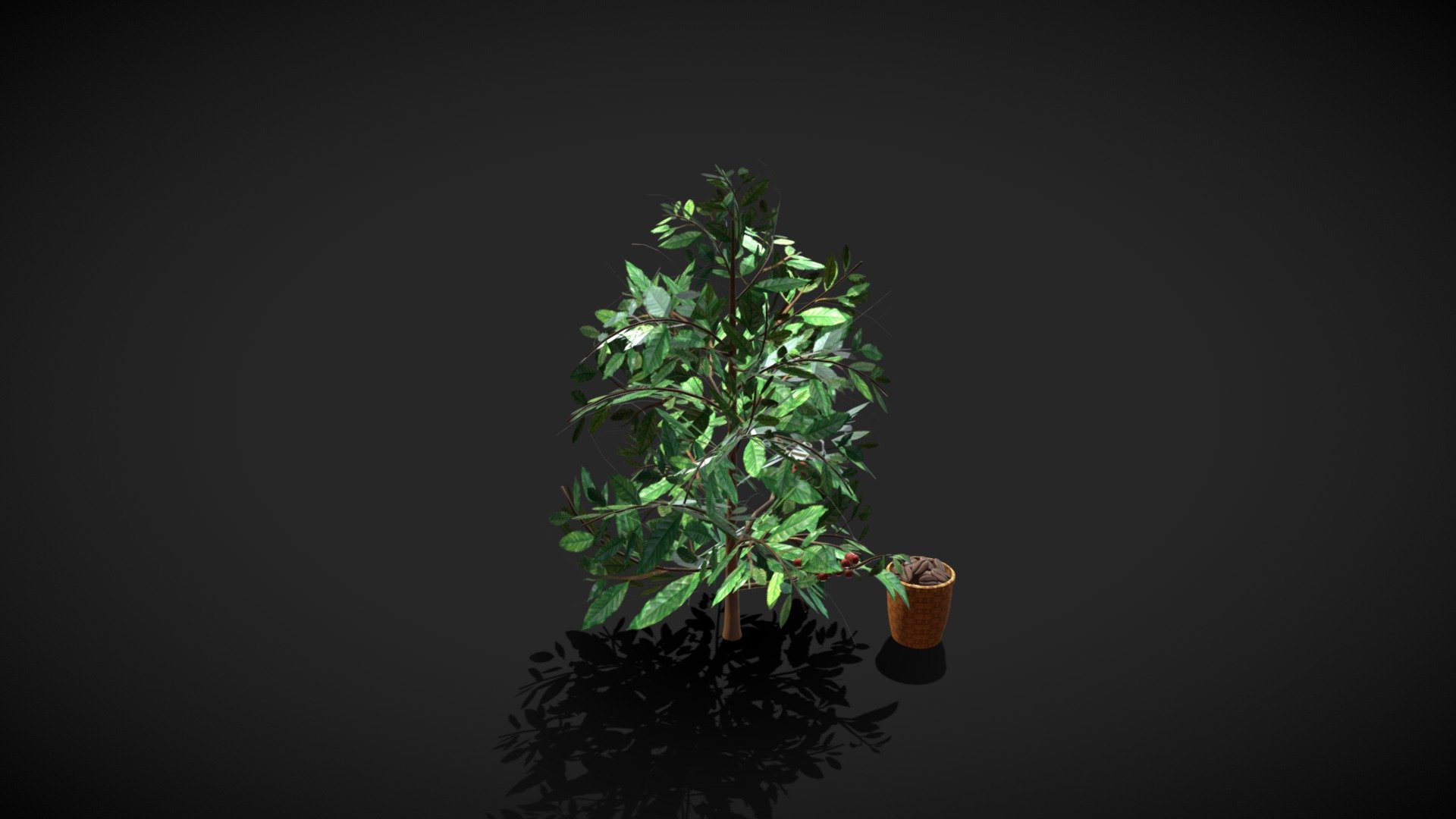 This is a combo of a coffee tree and a coffee picking straw basket like the ones traditionally used when collecting delicious coffee beans in different parts of the world. The coffee beans are separated and can be used as single coffee beans or left attached on the tree 3d model