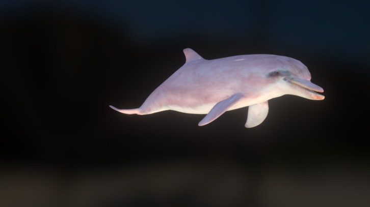 Pink dolphin swim asset 3d model