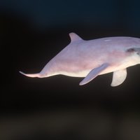 Dolphin V002 
