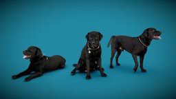 DOGs Three Pack A anatomy, archviz, dog, exterior, animals, photorealistic, pack, bundle, dogs, labrador, low-poly-model, offer, 3dprint, photogrammetry, 3dscan, animal, interior, offer-price