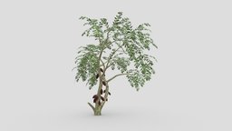 Cacao Tree( Brown Fruit)- 05 cacao-tree, 3d-cacaotree, lowpoly-cacao, 3d-lowpoly-cacao, cocoatree