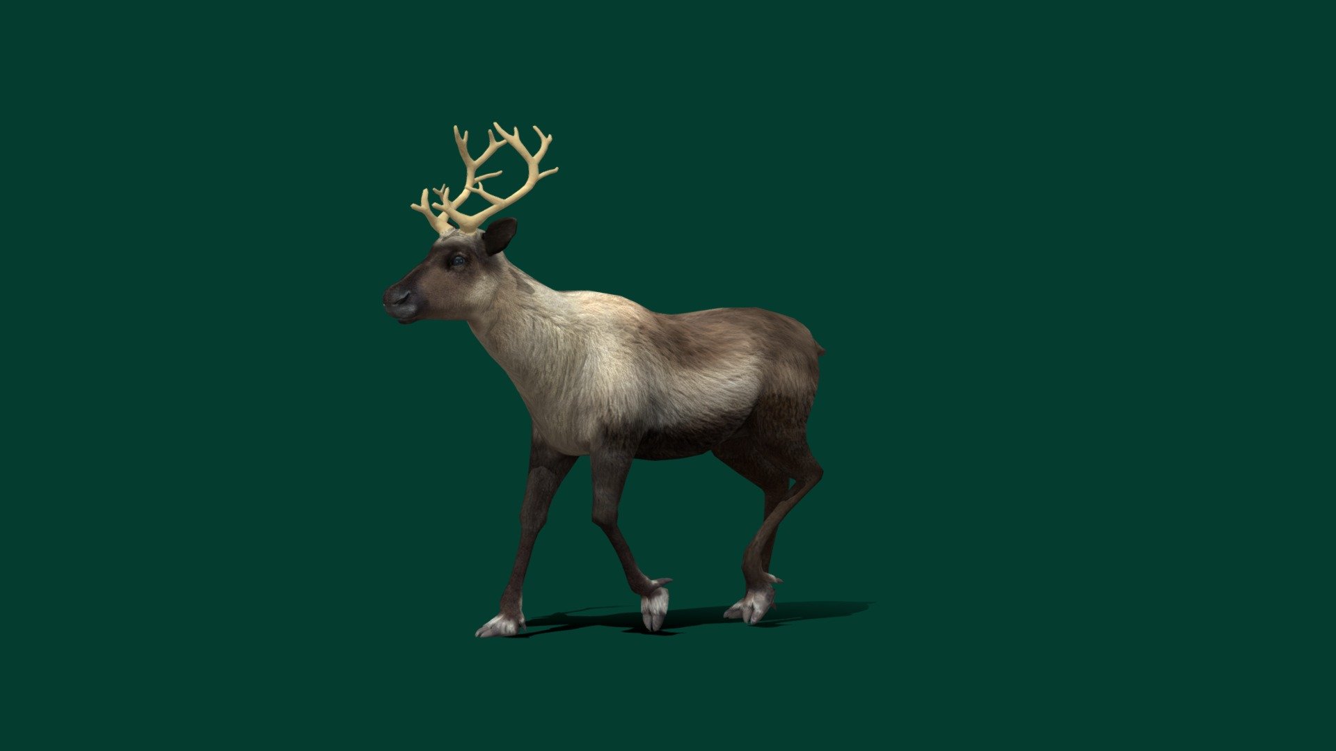 Rangifer tarandus (Caribou Reindeer)

Deer Animal Mammal  (Low poly)

1 Draw Calls

Game Ready 

13 Animations

4K PBR Textures Material

Unreal FBX

Unity FBX  

Blend File 

USDZ File (AR Ready). Real Scale Dimension

Textures Files

GLB File

Gltf File ( Spark AR, Lens Studio(SnapChat) , Effector(Tiktok) , Spline, Play Canvas ) Compatible

Triangles: 9112

Vertices: 4581

Diffuse , Metallic, Roughness , Normal Map ,AO ,Specular Map

The reindeer or caribou is a species of deer with circumpolar distribution, native to Arctic, subarctic, tundra, boreal, and mountainous regions of Northern Europe, Siberia, and North America. This includes both sedentary and migratory populations. It is the only representative of the genus Rangifer. 
Class: Mammalia
Family: Cervidae
Order: Artiodactyla
Phylum: Chordata - Caribou Reindeer (Lowpoly) - 3D model by Nyilonelycompany 3d model
