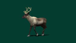 Caribou Reindeer (Lowpoly) cute, animals, deer, mammal, reindeer, animations, caribou, lowpoly, gameasset, creature, gameready, cervidae, nyilonelycompany, rangifer, tarandus, noai