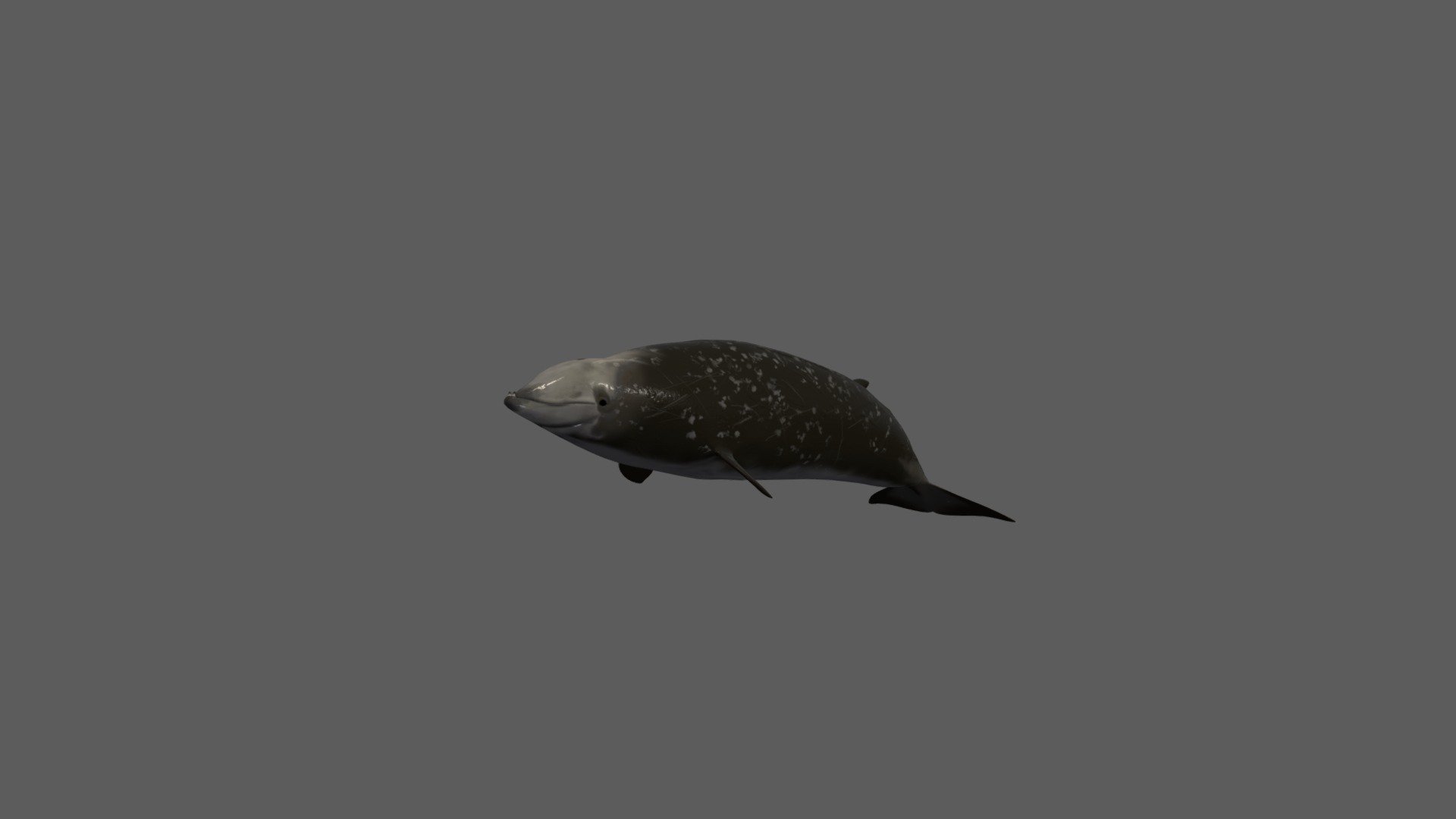cuvier-whale - 3D model by josluat91 3d model
