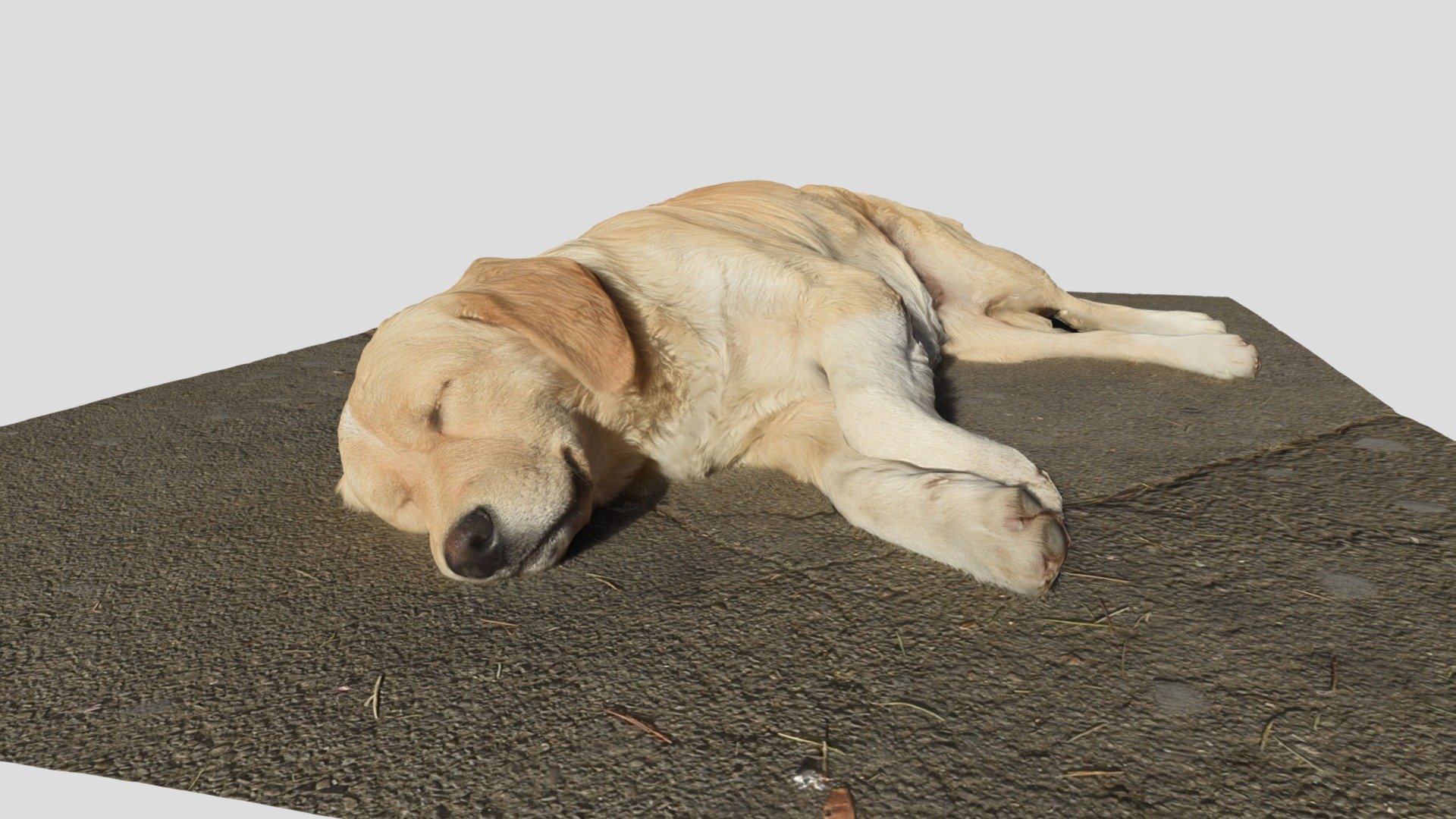 We met this cute sleeping dog while walking in Tbilisi with @mgv

Мы встретили эту милую спящую собачку во время прогулки по Тбилиси с @mgv


 - Dog - Download Free 3D model by sv.stats 3d model