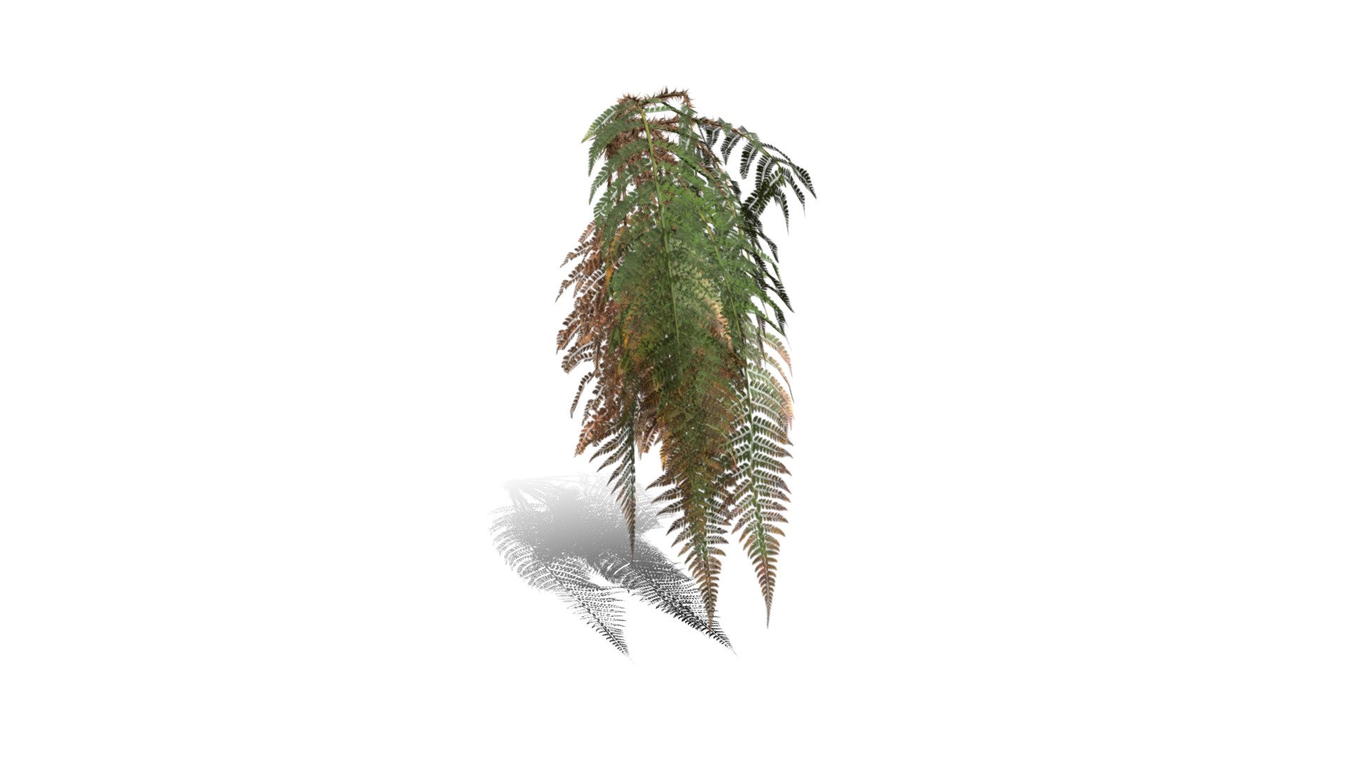 Model specs:





Species Latin name: Dryopteris filix-mas




Species Common name: Male fern




Preset name: Wall smashed mat 0




Maturity stage: Infant




Health stage: Damaged




Season stage: Summer




Leaves count: 3972




Height: 0.5 meters




LODs included: Yes




Mesh type: static




Vertex colors: (R) Material blending, (A) Ambient occlusion



Better used for Hi Poly workflows!

Species description:





Region: Europe,North America,Asia,Middle East




Biomes: Forest,Wetland




Climatic Zones: Cold temperate,Warm temperate,Mediterranean




Plant type: Fern



This PlantCatalog mesh was exported at 40% of its maximum mesh resolution. With the full PlantCatalog, customize hundreds of procedural models + apply wind animations + convert to native shaders and a lot more: https://info.e-onsoftware.com/plantcatalog/ - Realistic HD Male fern (46/50) - Buy Royalty Free 3D model by PlantCatalog 3d model