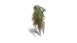 Realistic HD Male fern (46/50)