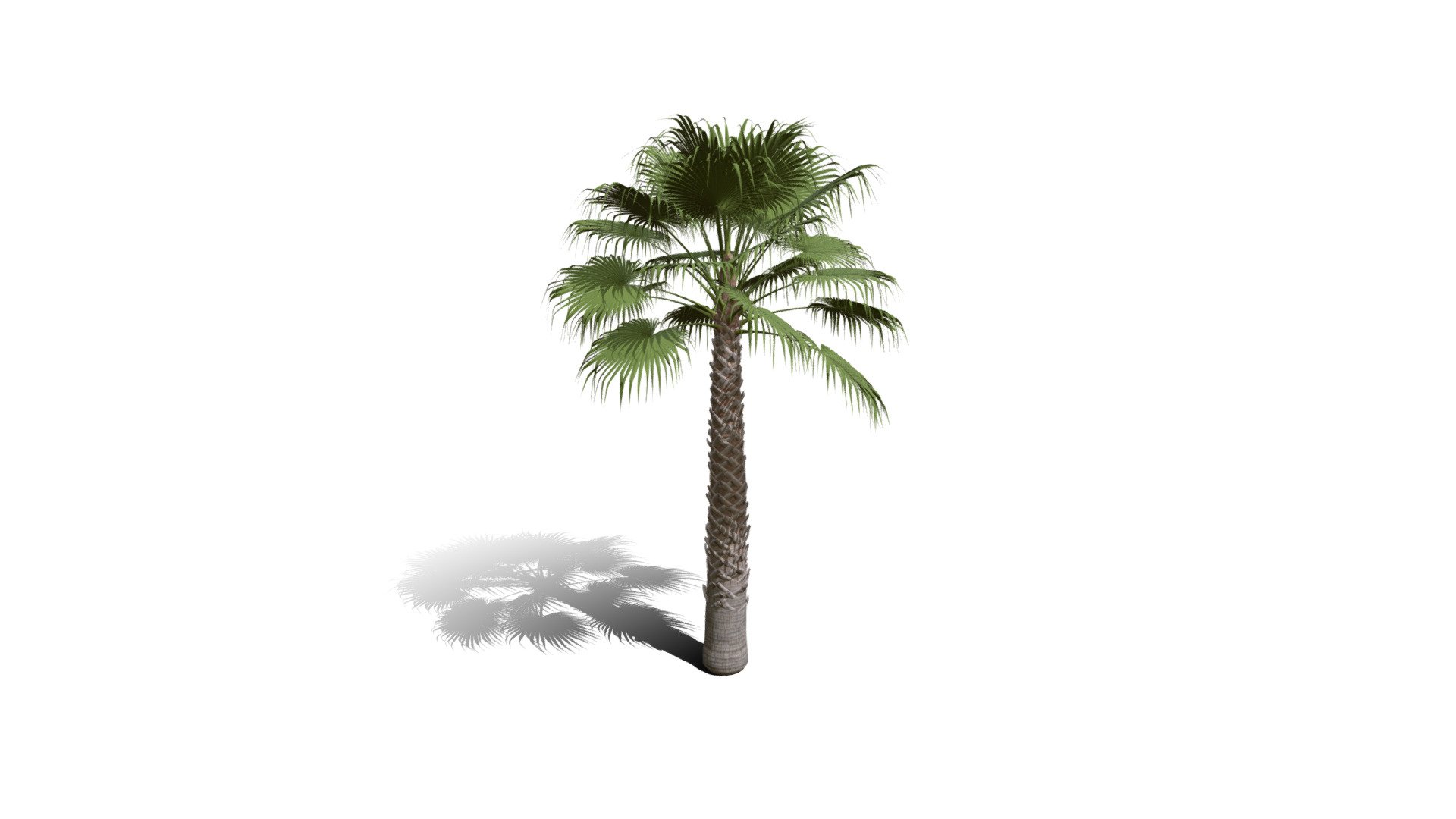 Model specs:





Species Latin name: Washingtonia filifera




Species Common name: California fan palm




Preset name: Urban 2 mat 25




Maturity stage: Juvenile




Health stage: Thriving




Season stage: Spring




Leaves count: 2600




Height: 7.9 meters




LODs included: Yes




Mesh type: static




Vertex colors: (R) Material blending, (A) Ambient occlusion



Better used for Hi Poly workflows!

Species description:





Origin: North America




Biomes: Desert,Scrubland




Climatic Zones: Mediterranean,Subtropical,Tropical




Plant type: Palm



This PlantCatalog mesh was exported at 40% of its maximum mesh resolution. With the full PlantCatalog, customize hundreds of procedural models + apply wind animations + convert to native shaders and a lot more: https://info.e-onsoftware.com/plantcatalog/ - Realistic HD California fan palm (17/25) - Buy Royalty Free 3D model by PlantCatalog 3d model