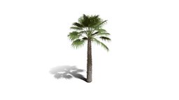 Realistic HD California fan palm (17/25) trees, tree, plant, plants, palm, desert, outdoor, foliage, nature, north-america, scrubland