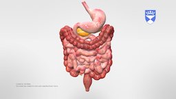 Bowel Anatomy body, anatomy, stomach, colon, bowel, rectum, humananatomy, pancreas, intestines, anatomy-reference-anatomy, anatomymodel, zbrush, human