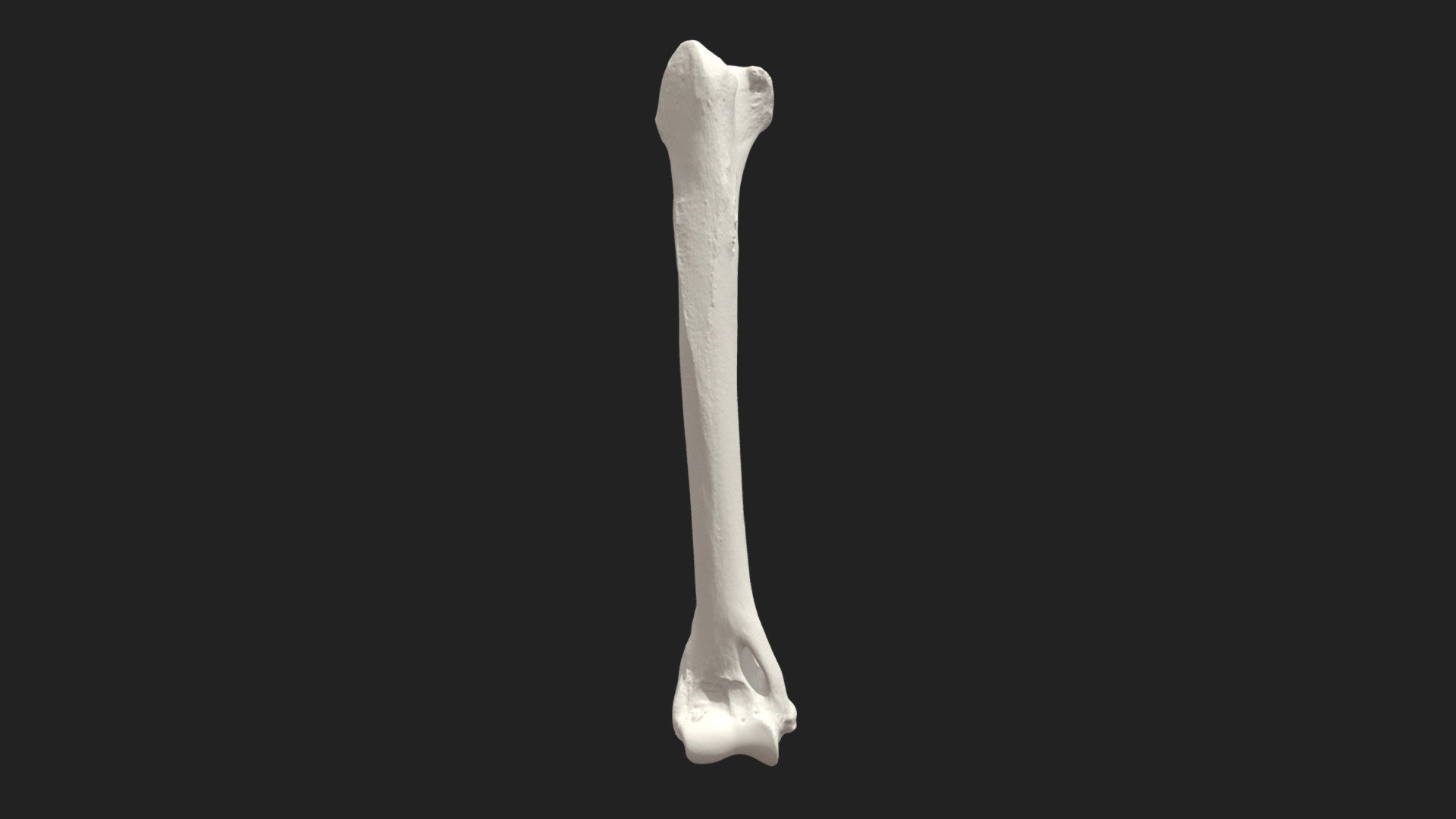 right brachial bone (humerus) of a cat

size of the specimen: 93 x 7 x 18 mm

3D scanning performed with the structured light scanner “Artec Micro” - brachial bone (humerus) cat - 3D model by vetanatMunich 3d model