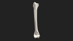brachial bone (humerus) cat cat, humerus, katze, veterinary-anatomy, oberarmbein, brachial_bone