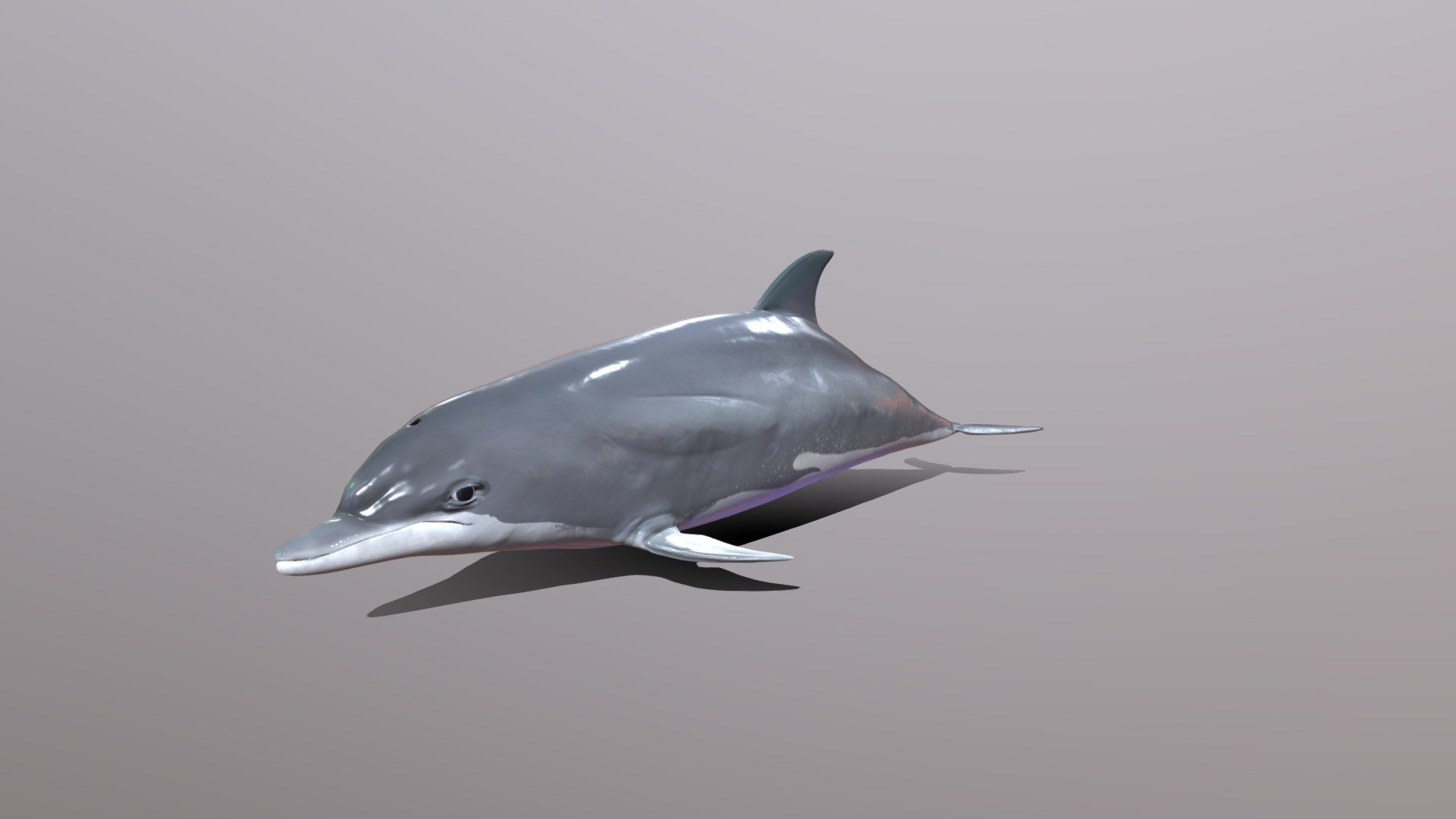 A dolphin i made in blender , it comes with a rig with standard bones also is animated and have a total of 3 animations swim1,swim2 and a jump/breath one,
comes with 4k textures ,uv wrapped manually , eye, tongue and teeth (the teeth is the only one overlapping ) all is in one texture 3d model