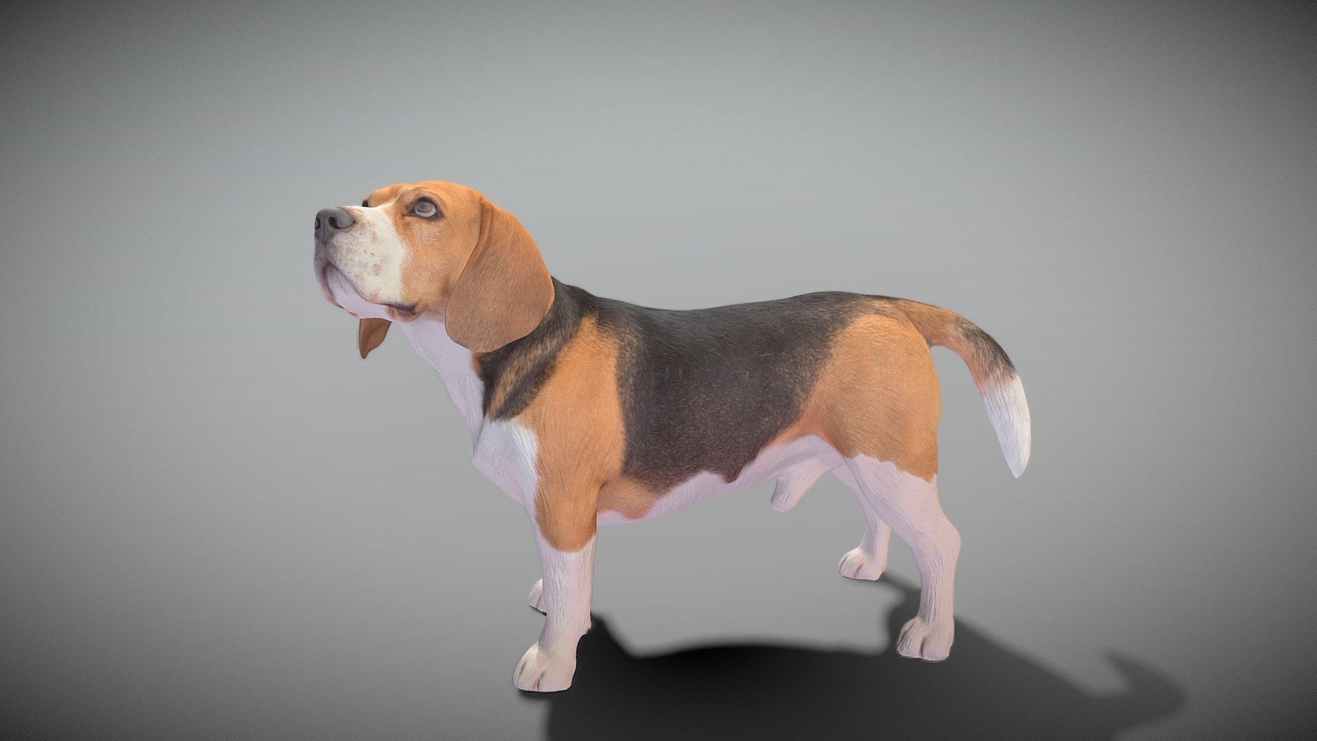 This is a true sized and highly detailed model of a young charming Beagle dog. It will add life and coziness to any architectural visualisation of houses, playgrounds, parques, urban landscapes, etc.

The product is ready both for immediate use in architectural visualisations, or further render and detailed sculpting in Zbrush.

Technical specifications:




digital double 3d scan model

150k &amp; 30k triangles | double triangulated

high-poly model (.ztl tool with 4-5 subdivisions) clean and retopologized automatically via ZRemesher

sufficiently clean

PBR textures 8K resolution: Diffuse, Normal, Specular maps

non-overlapping UV map

no extra plugins are required for this model

Download package includes a Cinema 4D project file with Redshift shader, OBJ, FBX, STL files, which are applicable for 3ds Max, Maya, Unreal Engine, Unity, Blender, etc. All the textures you will find in the “Tex” folder, included into the main archive.

3D EVERYTHING

Stand with Ukraine! - Walking dog 27 - Buy Royalty Free 3D model by deep3dstudio 3d model