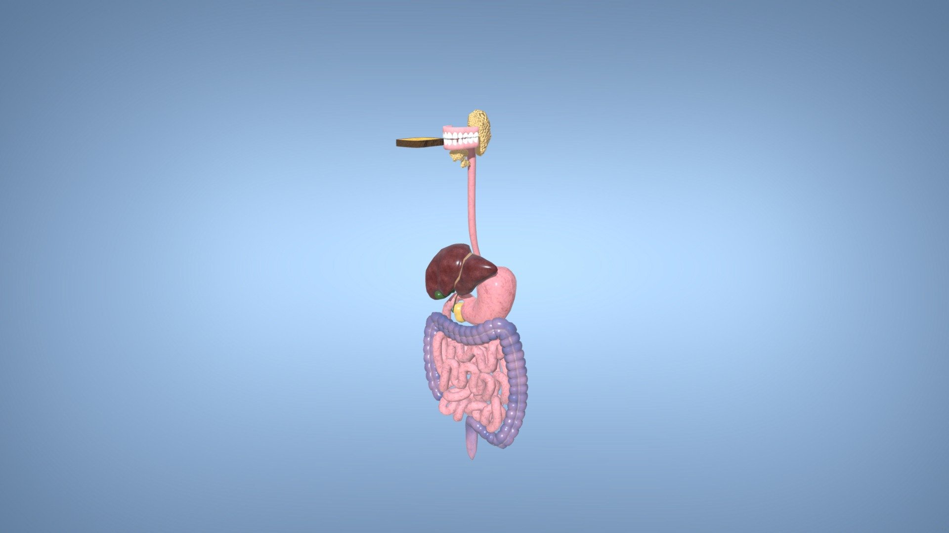 We made this digestive system for mobile AR some years ago.
The animation takes you through the digestive system step by step, showing how food gets broken down and absorbed by the body 3d model