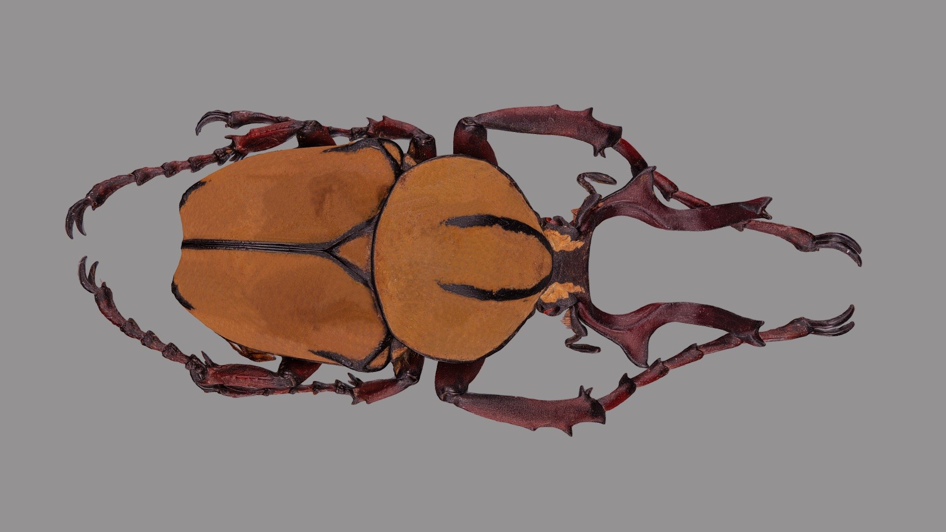 Dicranocephalus wallichi - 3D model by VirNat 3d model