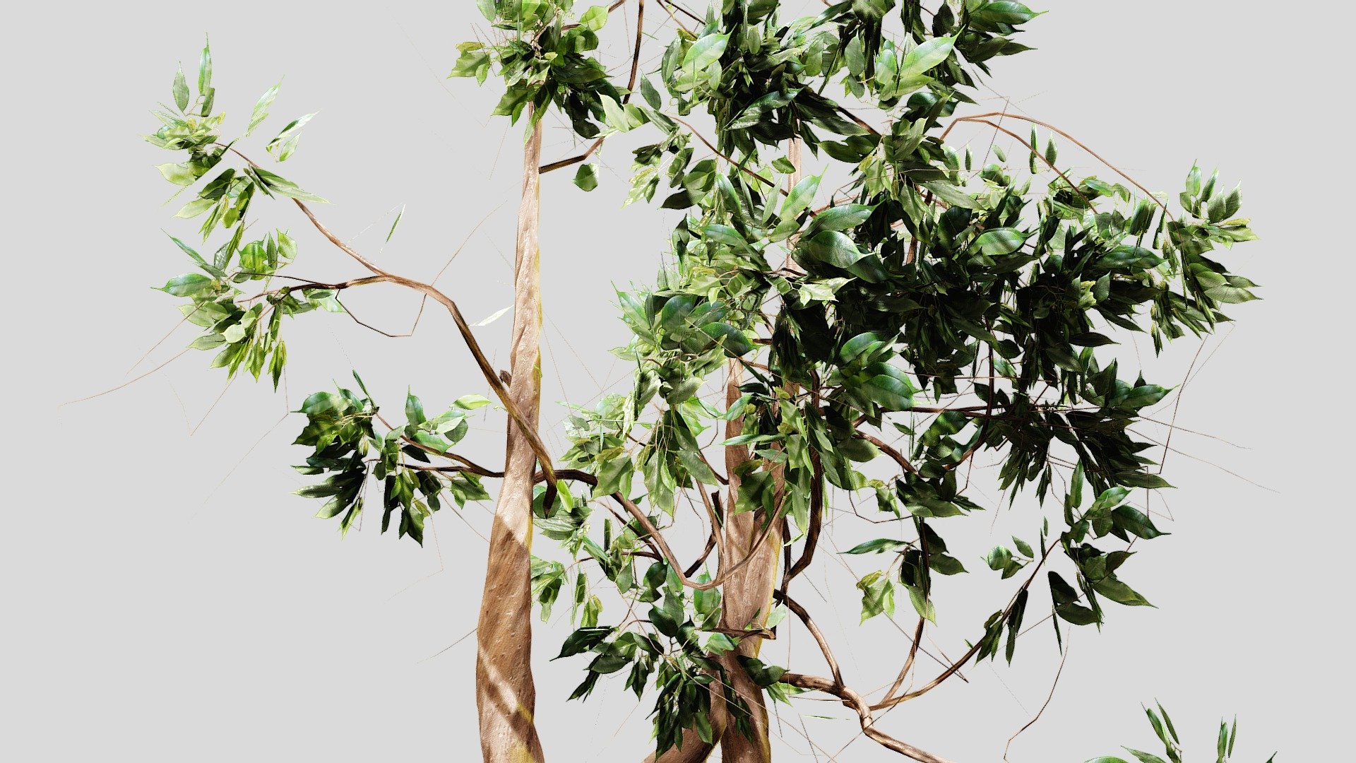 Ficus - Buy Royalty Free 3D model by madtiny 3d model