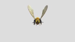 Honey Bee Flying 3D Animated Model honeybee, 3d-model, animation-3d, animation3d, animation-model, animation-3d-model-animations, animated-rigged, 3d, animated, 3dmodel
