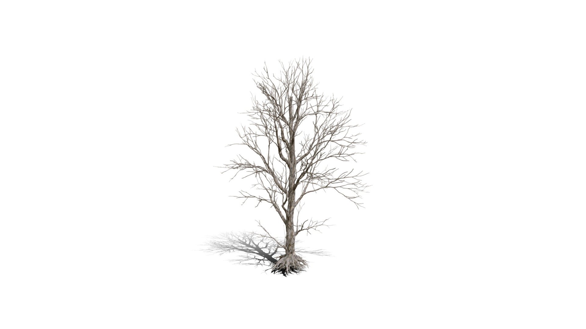 Model specs:





Species Latin name: Populus nigra




Species Common name: Black poplar




Preset name: Dead mat 100




Maturity stage: Old




Health stage: Dead




Season stage: Winter




Height: 25.2 meters




LODs included: Yes




Mesh type: static




Vertex colors: (R) Material blending, (A) Ambient occlusion



Better used for Hi Poly workflows!

Species description:





Region: Europe,Asia,Africa,Middle East




Biomes: Forest,Wetland




Climatic Zones: Cold temperate,Warm temperate,Mediterranean




Plant type: Broadleaf tree



This PlantCatalog mesh was exported at 40% of its maximum mesh resolution. With the full PlantCatalog, customize hundreds of procedural models + apply wind animations + convert to native shaders and a lot more: https://info.e-onsoftware.com/plantcatalog/ - Realistic HD Black poplar (65/105) - Buy Royalty Free 3D model by PlantCatalog 3d model