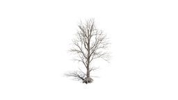 Realistic HD Black poplar (65/105) trees, tree, plant, forest, plants, africa, asia, vegetation, outdoor, foliage, nature, europe, middle-east, wetland, vegetations, broadleaf-tree