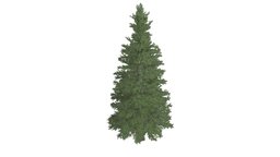 Norway Spruce Tree #05 tree, norway, realistic, photoreal, spruce, conifer