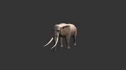 ELEPHANT elephant, africa, pet, animals, wild, african, giant, zoo, zebra, safari, realistic, sevanno, animal, animation, animated