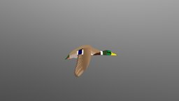 Mallard Duck duck, animaiton
