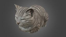 Dozing Cat (Garden figurine) cat, photogrammerty, sonya6500, sigma60mm, realitycapture, 3d