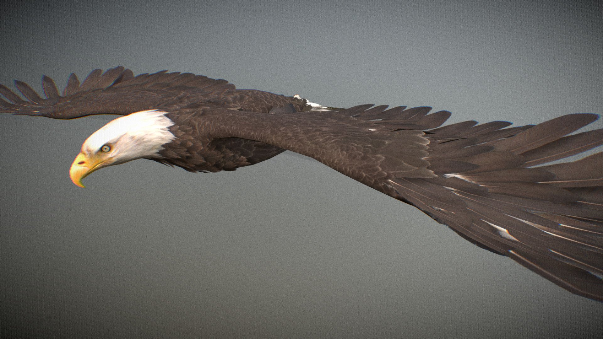 Animated realistic Bald and Golden Eagle with bone mesh, 64 animations authored at 60fps and 4k textures (8K PRO version).

Note: Preview uses lower-res mesh (LOD1), 1K textures and only a few of the full set animations.

 PRO version available (UE + Unity + 3dsmax animation files + 8K textures)

Get our animal in full detail, 4K textures and check the full list of animations.

Features:




Bald and Golden Eagle model

bone mesh

Animations authored at 60 fps

All animations available with and without the root motion

uncompressed 4K Textures

3ds Max and Maya animation rig

LODs
 - Animalia - Bald and Golden Eagle - 3D model by GiM (@GamesInMotion) 3d model