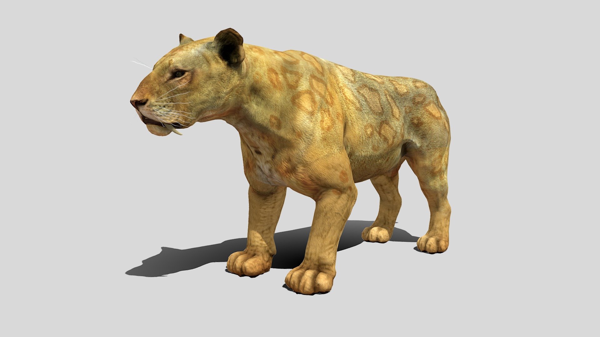 Smilodon sp. rigged model



Rigged model of Smilodon, an extinct machairodontinae felid.
The mesh has textures and retopology, useful as character for games.

If you liked the model, please, leave a positive review! - Smilodon sp 3d model