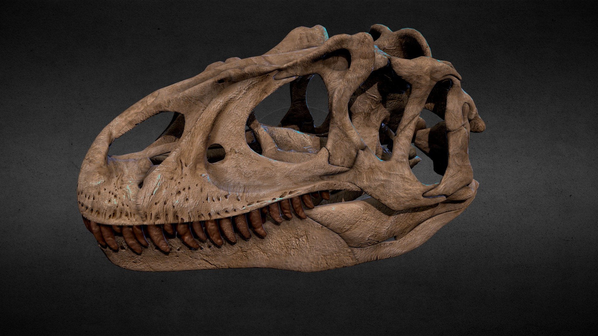 Custom-built Allosaurus skull.
Updated 6/17/21 (fixed the off-center rotation axis) - Allosaurus Skull - Buy Royalty Free 3D model by MikeBG 3d model