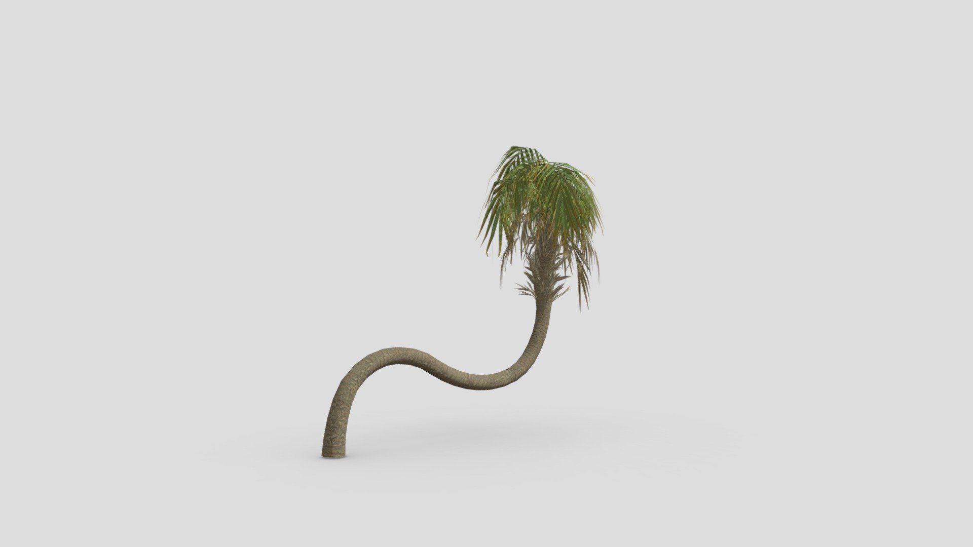 The Arecaceae are a botanical family of perennial flowering plants in the monocot order Arecales. Their growth form can be climbers, shrubs, tree-like and stemless plants, all commonly known as palms. Those having a tree-like form are colloquially called palm trees 3d model