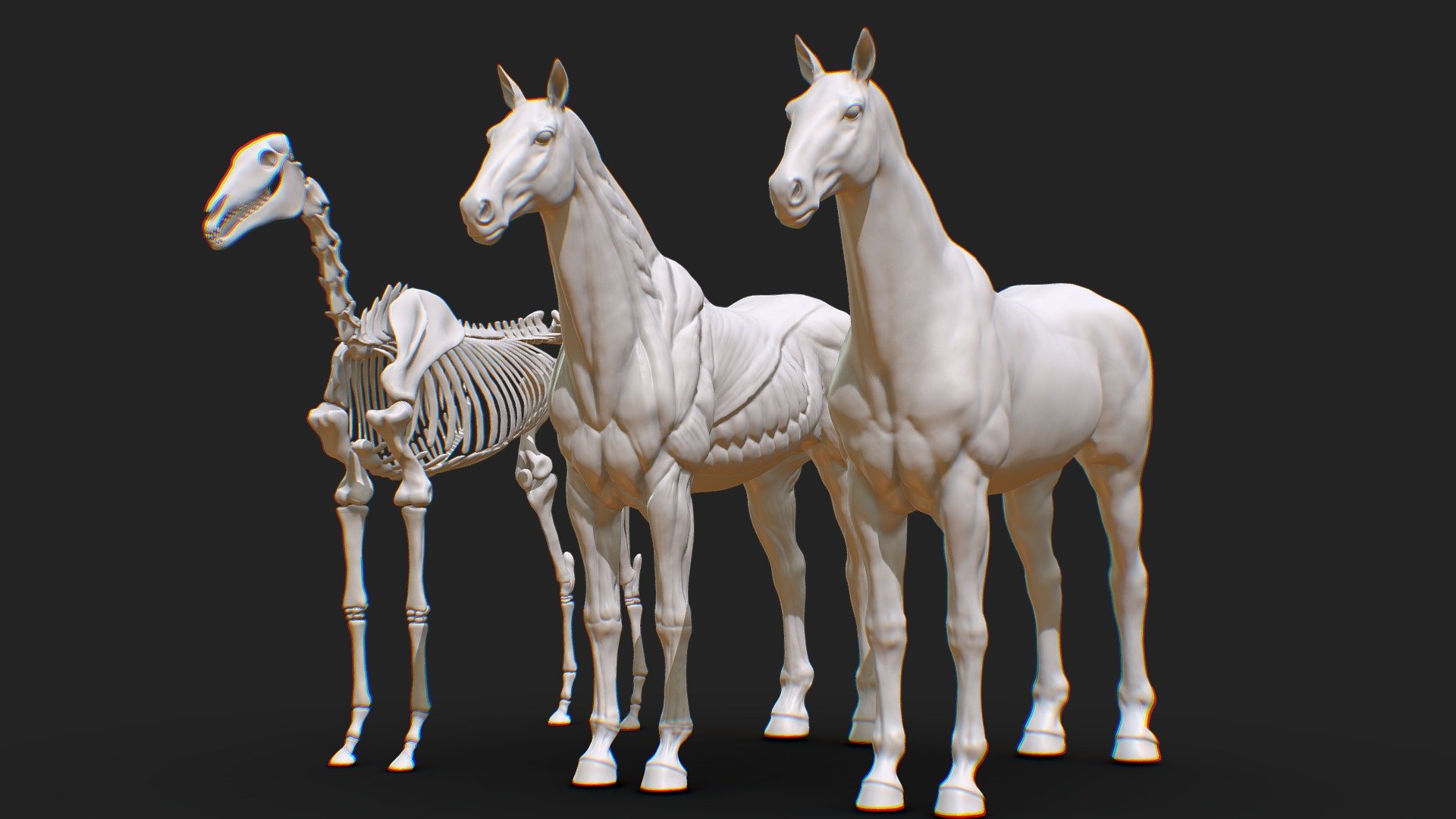 ANIMAL HORSE ANATOMY SKIN ECORCHE (Included High Poly)

General:


This Bundle included 1 horse skin and 1 acorche with eyes
This model was created for easy study horse anatomy
Good Topology for Rigging
Baked map and textures in 4096x4096 resolutions.
Included High Poly

Files Included:


HorseAnatomy.ztl (includes High Poly)
HorseAnatomy.fbx
HorseAnatomy.ma
HorseAnatomy.max
HorseAnatomy.obj
HorseAnatomy.mtl
HorseAnatomy.blend

BakeFiles


HorseAnatomyEcorche_ambient_occlusion.tif
HorseAnatomyEcorche_curvature.tif
HorseAnatomyEcorche_normal_base.tif
HorseAnatomyEcorche_position.tif
HorseAnatomyEcorche_thickness.tif

HorseAnatomyEcorche_world_space_normals.tif



HorseAnatomySkin_ambient_occlusion.tif


HorseAnatomySkin_curvature.tif
HorseAnatomySkin_normal_base.tif
HorseAnatomySkin_position.tif
HorseAnatomySkin_thickness.tif
HorseAnatomySkin_world_space_normals.tif
 - Animal Horse Anatomy Skin Ecoche - 3D model by cuteocg 3d model