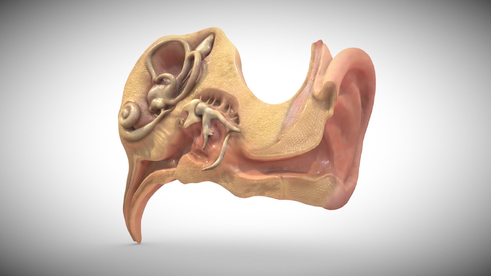 The ear is a composite structure with multiple embryonic origins , the external and middle ears arise from the first and second pharyngeal arches and the intervening pharyngeal cleft , membrane and pouch.
Reference :
1-Netter atlas human embryology (Updated Edition)
2-the anatomy of human embryo electron microscope textbook  ( 1st Edition ) 3d model