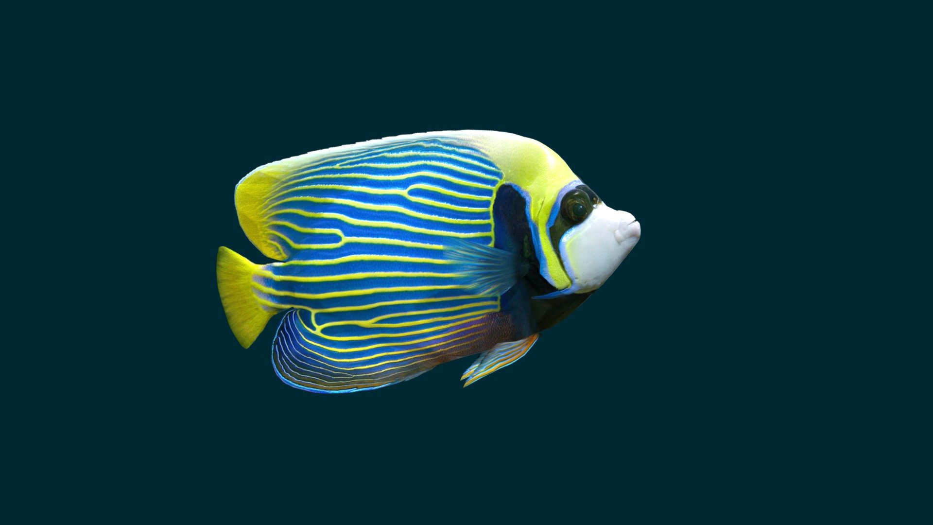 The Emperor Angelfish (Pomacanthus imperator) 

This fish is made in a realistic manner. The movements were taken by me from real fish references.

It is small part of a Big Fish Pack

The model has an animated loop (1-800 frames)

 It include 3 type textures 1K (Albedo, Metallic, Normal)



Blender Users If you have any problems importing into a Blender, please email me, this problem is solved. To contact me use the link in the top right corner of my main Sketchfab page (LinkedIn or Behance) 3d model