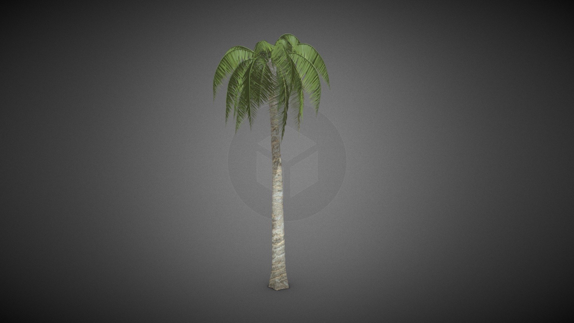Coconut tree - Coconut tree - Buy Royalty Free 3D model by misitewang 3d model