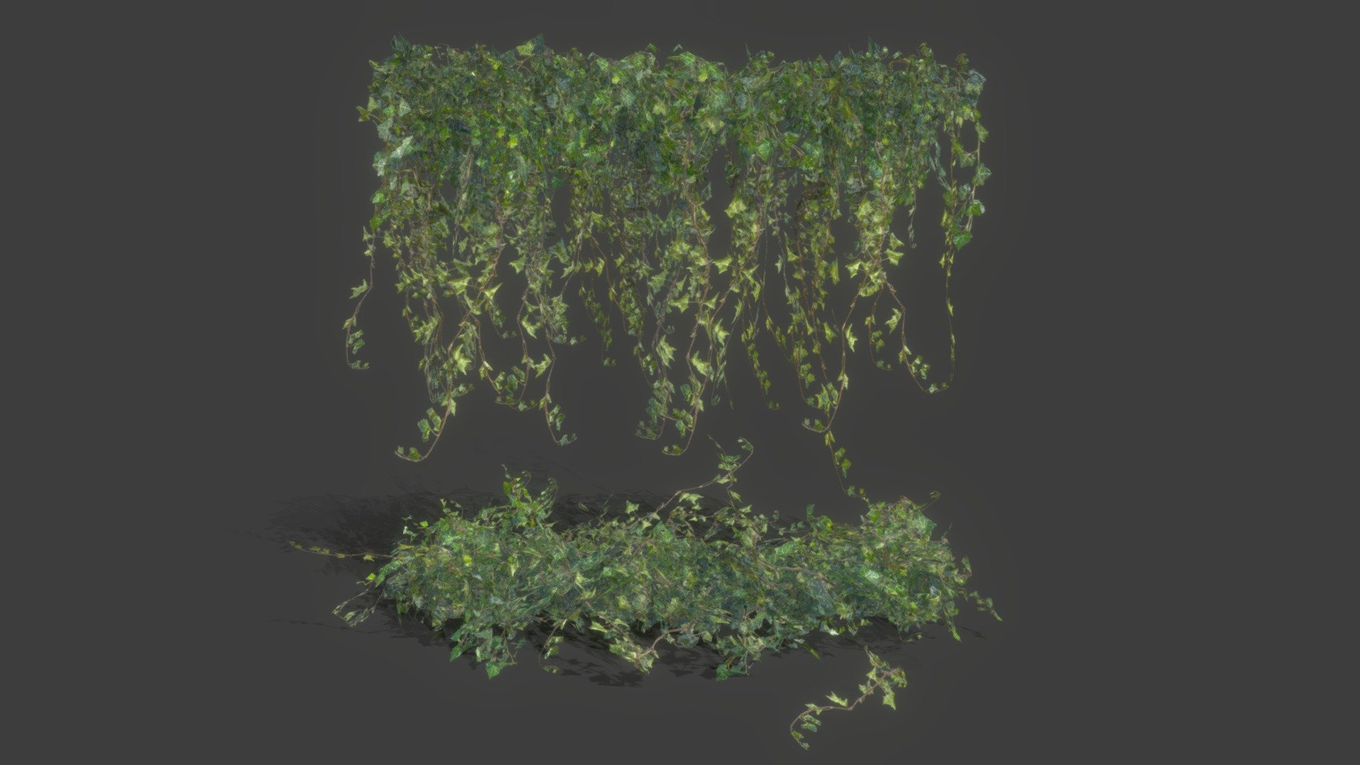 Check out my website for more products and better deals! &amp;gt;&amp;gt; SM5 by Heledahn &amp;lt;&amp;lt;


This is a digital 3D model of ivy plants made of mesh cards, that can be used for scattering (using the Geometry nodes included in the Blender file) to create amazing ivy arrangements for your indoor/outdoor scenes! 



These models can be scattered using Paint Scattering, or using the Geometry nodes modifier included. With the modifier you can design the plants changing the randomness, the rotation. and the amount of branches. 

This product will achieve realistic results in your rendering projects and animations, being greatly suited for close-ups due to their high quality topology and PBR shading 3d model