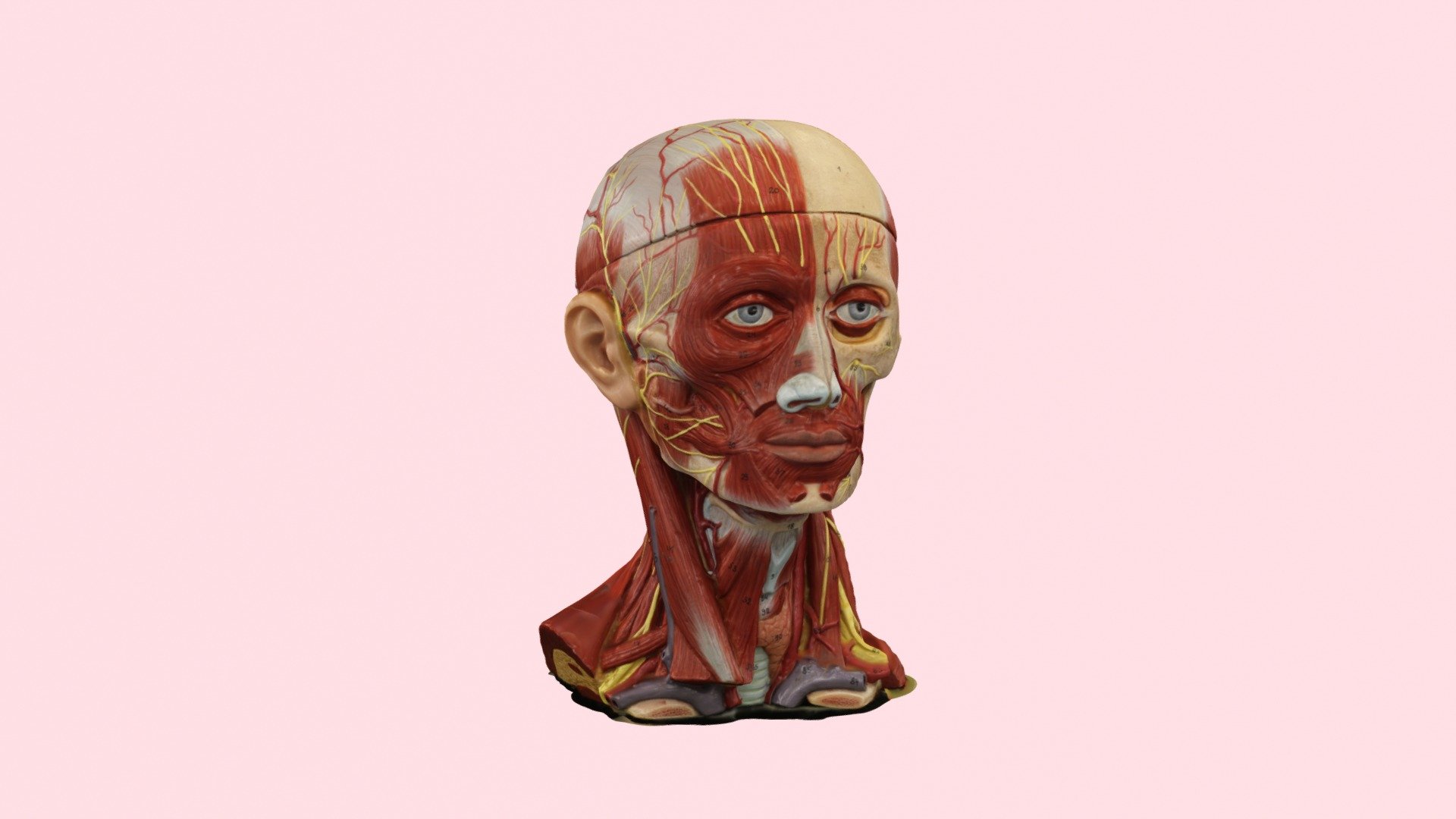 A anatomically correct model face, made using 3d building softwear from images for a project 3d model