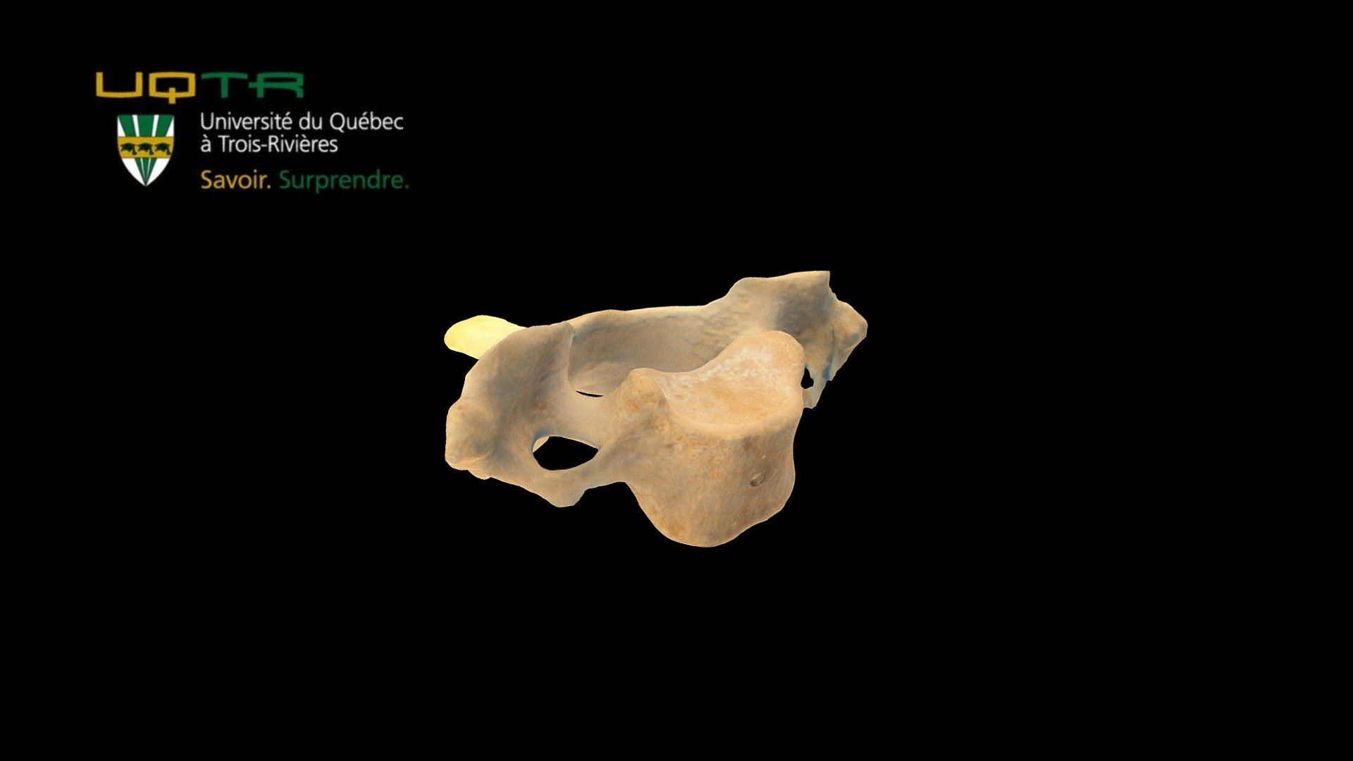 C7 - 3D model by Anatomie UQTR - Anatomy UQTR (@AnatomieUQTR) 3d model