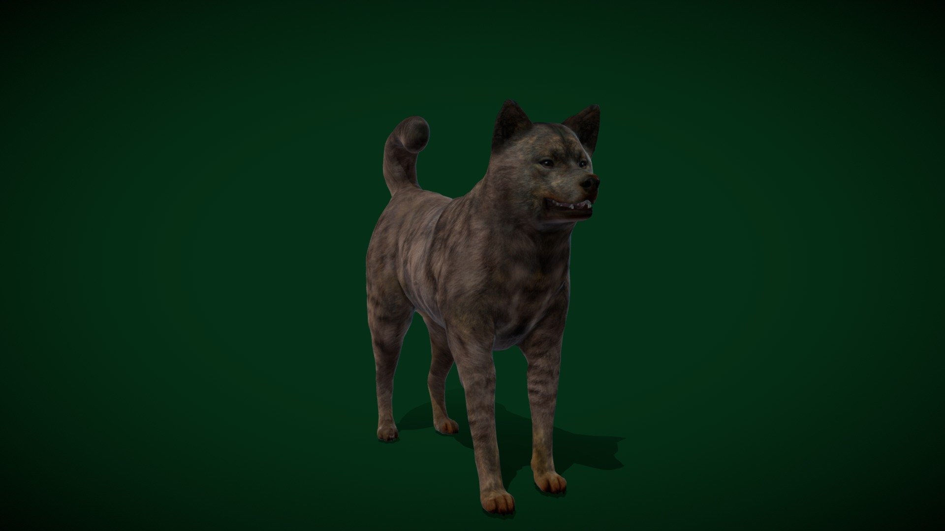 Kai Ken Dog Breed(Japan_Inu Breed) medium-sized, Tora Inu, Tiger Dog,Striped Coat

Canis lupus familiaris Animal Mammal(Japan's Yamanashi Prefecture)Pet,Hunt Game Dog,Nihon Ken Hozonkai

1 Draw Calls

MidPoly

Game Ready Asset

Subdivision Surface Ready

9- Animations

4K PBR Textures Material

Unreal FBX (Unreal 4,5 Plus)

Unity FBX

Blend File 3.6.5 LTS

USDZ File (AR Ready). Real Scale Dimension (Xcode ,Reality Composer, Keynote Ready)

Textures Files

GLB File (Unreal 5.1 Plus Native Support)

Gltf File ( Spark AR, Lens Studio(SnapChat) , Effector(Tiktok) , Spline, Play Canvas,Omiverse ) Compatible




Triangles -54574



Faces -31508

Edges -58866

Vertices -27363

Diffuse, Metallic, Roughness , Normal Map ,Specular Map,AO

The Kai Ken is a breed of dog native to the Kai region, Yamanashi Prefecture, Japan, where it is a national monument. It is a rare dog even in its native land and is one of the six native Japanese dog breeds protected by the Nihon Ken Hozonkai 3d model
