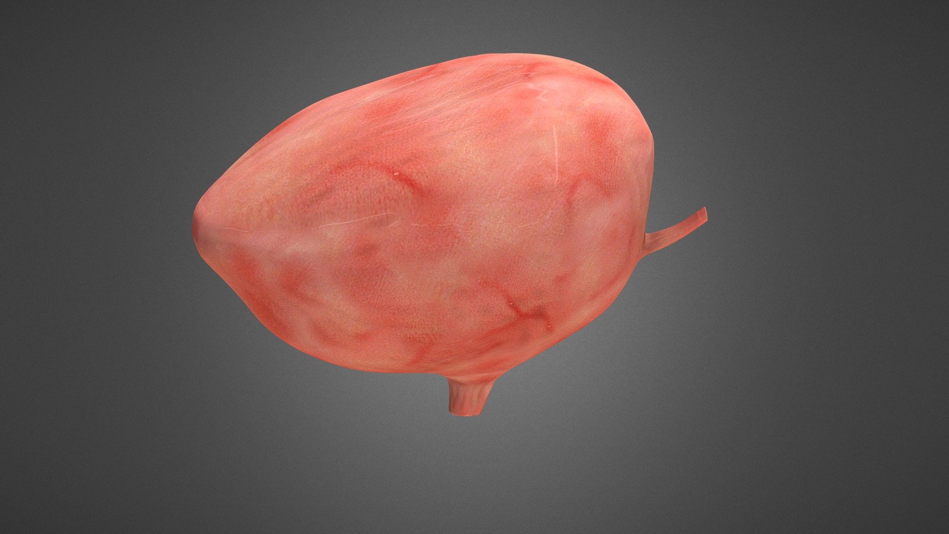 The human hurinary bladder. A hollow muscular organ that stores the urin in the body. Can hold 350 ml urin for hours without feeling the need to urinate.




https://www.britannica.com/science/urinary-bladder 

https://mesh.kib.ki.se/term/D014521/urethra

https://en.wikipedia.org/wiki/Ureter
    https://mesh.kib.ki.se/term/D014513/ureter

Made in 3Ds Max and Mudbox - Human urinary bladder - 3D model by axelserrander 3d model