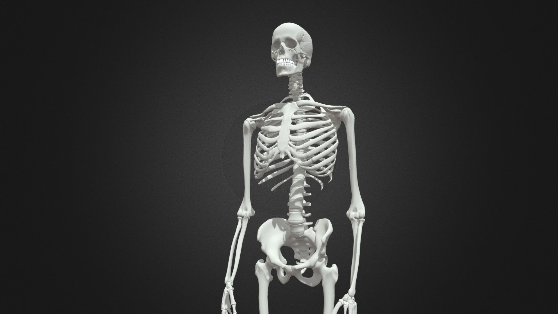 3D human skeleton model（anatomical） - HumanSkeleton - 3D model by mwdesign 3d model